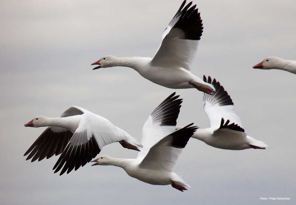 Snow Goose Ducks Unlimited